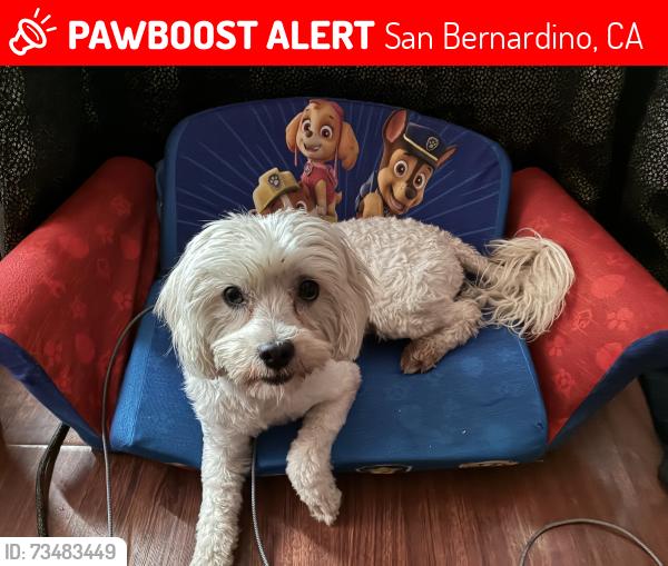 Lost Male Dog last seen Highland ave and Muscupiabe, San Bernardino, CA 92405