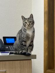 Reunited Unknown Cat last seen Parkland Street and Uptown Ave Broomfield, Broomfield, CO 80021