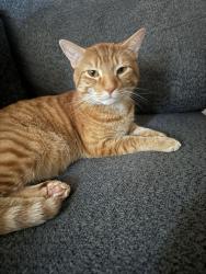 Reunited Male Cat last seen 15th Ave S and S Dakota St, Seattle, WA 98108