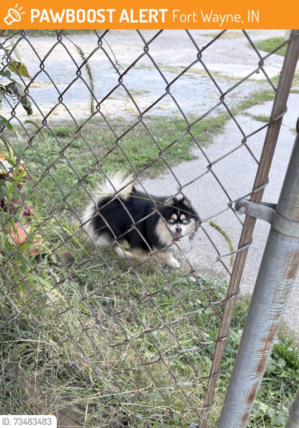 Found/Stray Unknown Dog last seen Marathon on spring and Wells, Fort Wayne, IN 46808