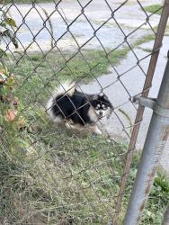 Found/Stray Unknown Dog last seen Marathon on spring and Wells, Fort Wayne, IN 46808