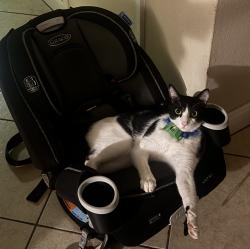 Reunited Male Cat last seen Columbia blue drive, Missouri City, TX 77489