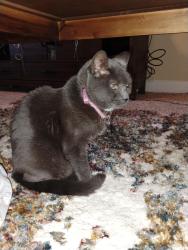 Reunited Female Cat last seen Greenwood Forest apmt, Houston, TX 77066
