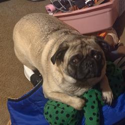 Reunited Male Dog last seen Bush Hollow Way and Reed Schoolhouse Road, Sevierville, TN 37876