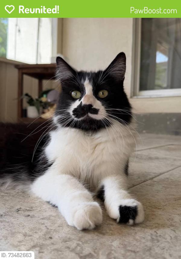 Reunited Female Cat last seen Garfield and Kenneth, Carmichael, CA 95608