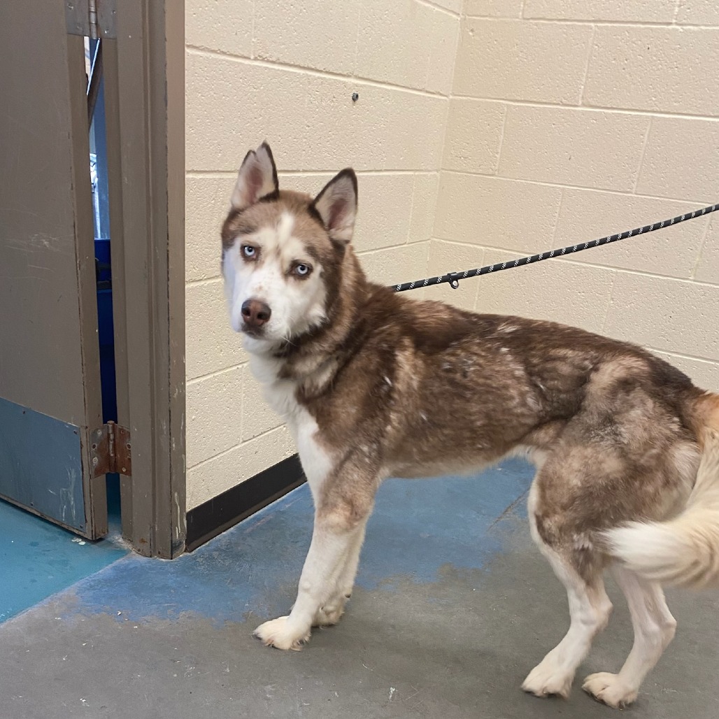 Shelter Stray Male Dog last seen , 2350 Appling City Cove, Memphis, TN 38133, USA