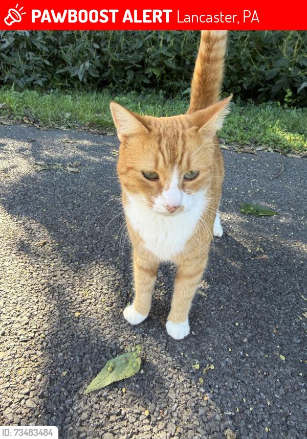 Lost Female Cat last seen Overlook Park/Sunrise Ave, Lancaster, PA 17601