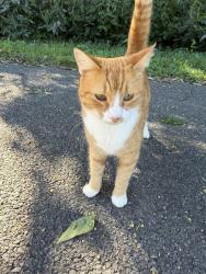 Lost Female Cat last seen Overlook Park/Sunrise Ave, Lancaster, PA 17601