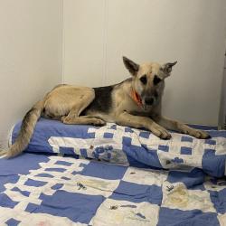 Shelter Stray Female Dog last seen , 3100 Deats Rd, Dickinson, TX 77539, USA