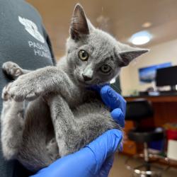 Shelter Stray Male Cat last seen , 361 S Raymond Ave, Pasadena, CA 91105, USA