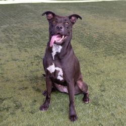 Shelter Stray Female Dog last seen , 361 S Raymond Ave, Pasadena, CA 91105, USA