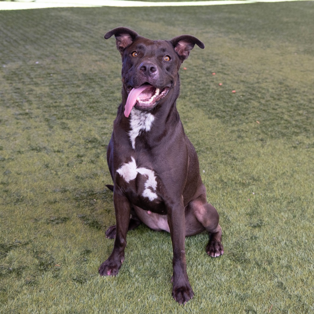 Shelter Stray Female Dog last seen , 361 S Raymond Ave, Pasadena, CA 91105, USA