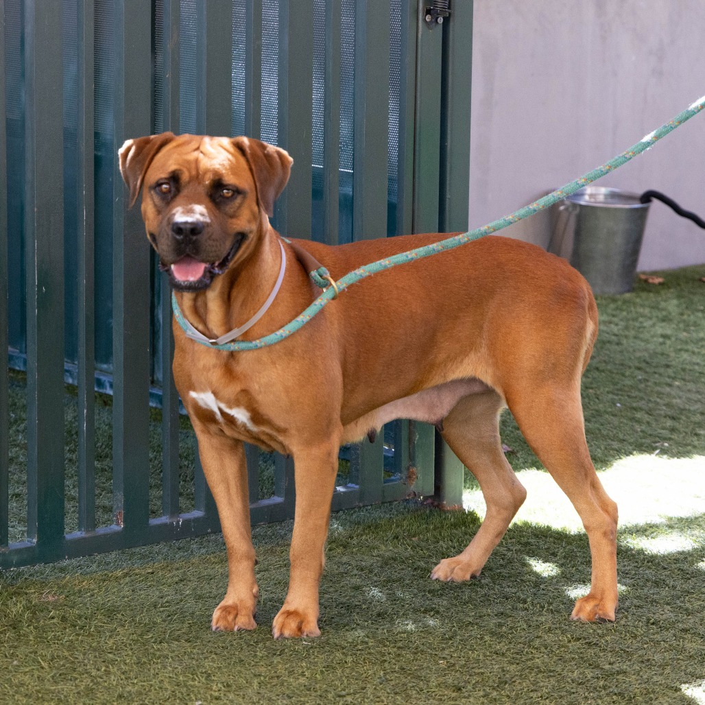 Shelter Stray Female Dog last seen , 361 S Raymond Ave, Pasadena, CA 91105, USA