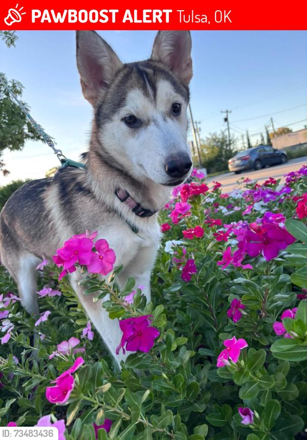Lost Female Dog last seen 6th street and Yorktown avenue, Tulsa, OK 74104