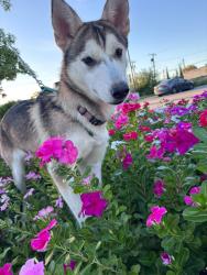 Lost Female Dog last seen 6th street and Yorktown avenue, Tulsa, OK 74104