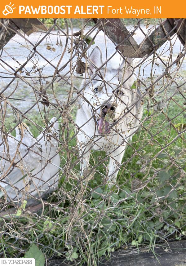 Found/Stray Unknown Dog last seen Marathon on Spring/Wells, Fort Wayne, IN 46808