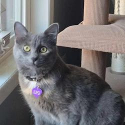 Reunited Female Cat last seen 48th Ave, near Windermere park., Longview, WA 98632