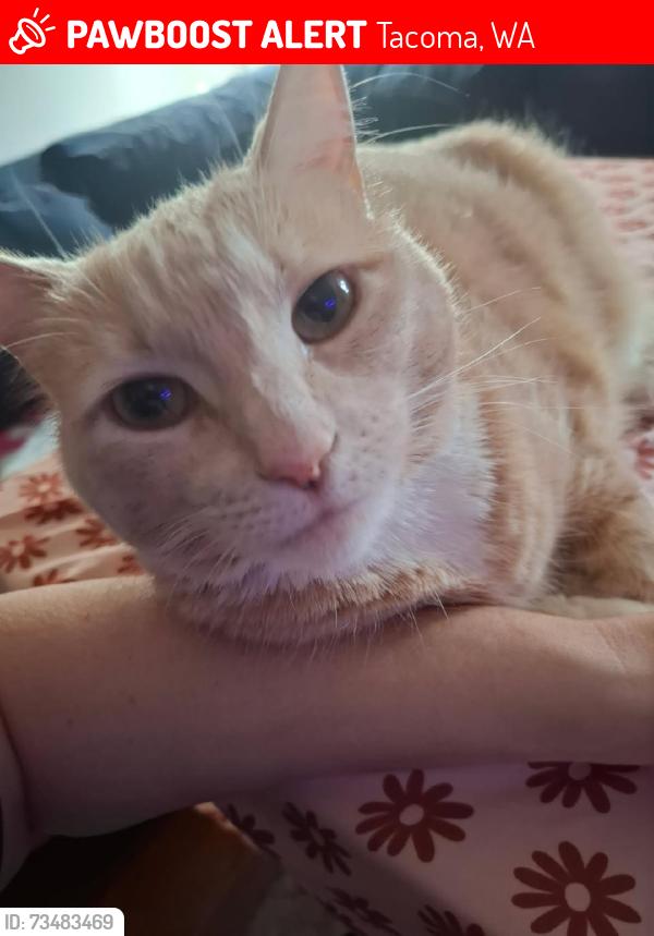 Lost Female Cat last seen 69th and Madison st, Tacoma, WA 98409