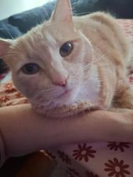 Lost Female Cat last seen 69th and Madison st, Tacoma, WA 98409