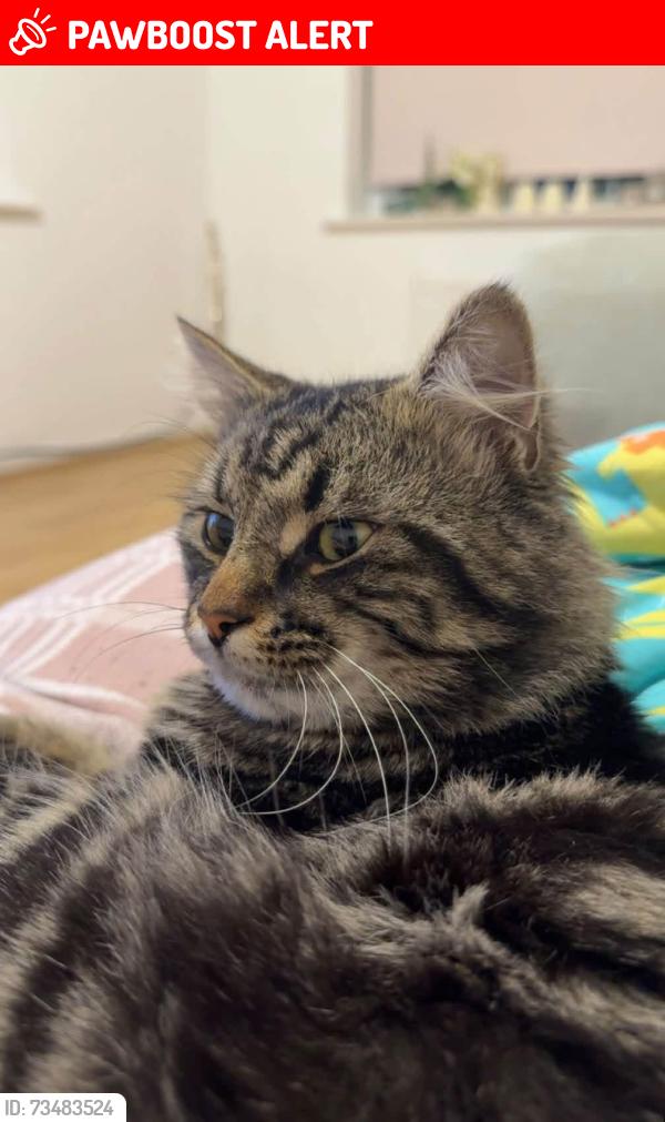 Lost Male Cat last seen Sandway crescent by the nabzys, Merseyside, England L11 2SN