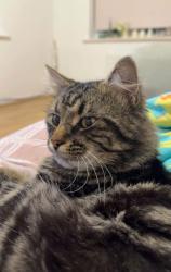 Lost Male Cat last seen Sandway crescent by the nabzys, Merseyside, England L11 2SN