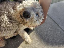 Found/Stray Male Dog last seen Lakes of Georgetown apmts, Indianapolis, IN 46268