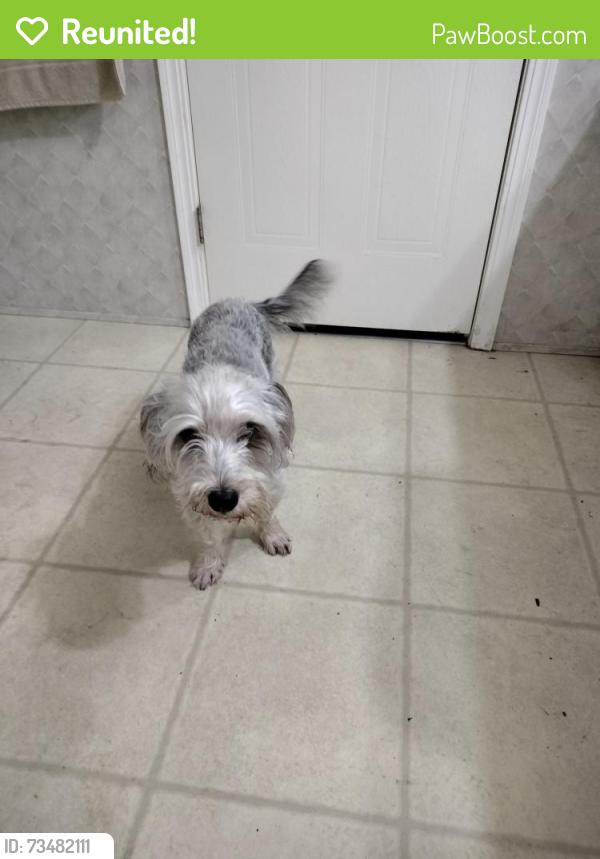 Reunited Male Dog last seen Sandlefoot and Cove Pl, Palm Beach County, FL 33428