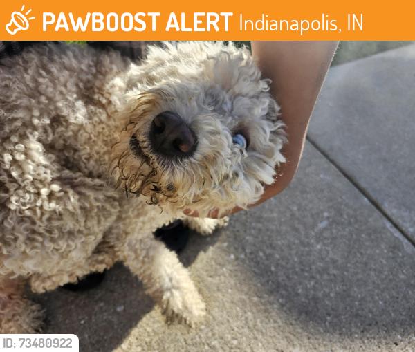 Found/Stray Male Dog last seen Lakes of Georgetown apmts, Indianapolis, IN 46268