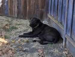 Reunited Male Dog last seen Fairfield or crescent, Concord, CA 94520