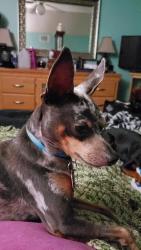 Lost Male Dog last seen Forest Grove area on Spruce St., Santa Rosa County, FL 32570