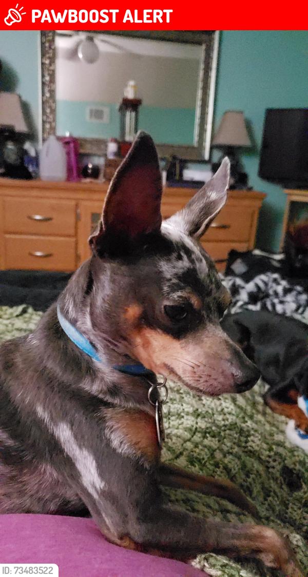 Lost Male Dog last seen Forest Grove area on Spruce St., Santa Rosa County, FL 32570