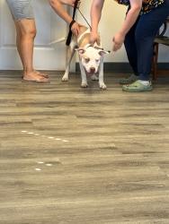 Reunited Male Dog last seen Lori ann St & Palm ave San Jacinto, San Jacinto, CA 92582