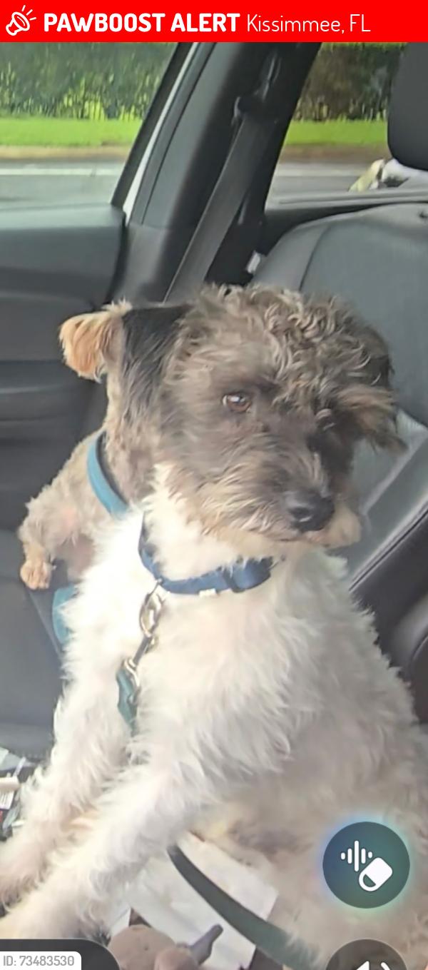 Lost Male Dog last seen Near petsmart, Kissimmee, FL 34744
