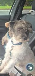 Lost Male Dog last seen Near petsmart, Kissimmee, FL 34744