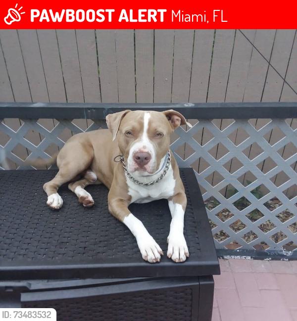 Lost Male Dog last seen NE 155th St & NE 8th Ave, near Oak Grove Elementary School, Miami, FL 33162