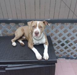 Lost Male Dog last seen NE 155th St & NE 8th Ave, near Oak Grove Elementary School, Miami, FL 33162