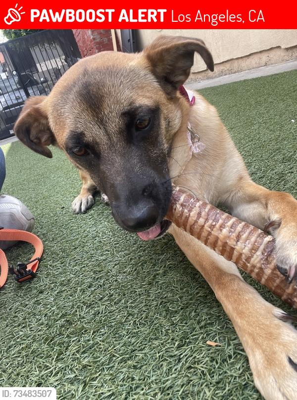 Lost Female Dog last seen Western & 11th, Los Angeles, CA 90006