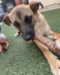 Lost Female Dog last seen Western & 11th, Los Angeles, CA 90006