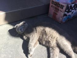 Found/Stray Female Cat last seen Hume Hwy, Greenacre, NSW 2190