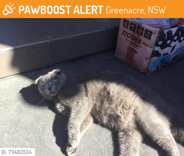 Found/Stray Female Cat last seen Hume Hwy, Greenacre, NSW 2190
