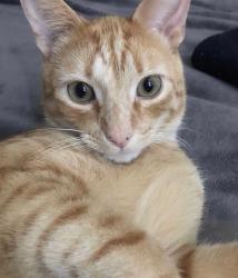 Reunited Male Cat last seen Dunwoody Hills- Roberts Rd and Gettysburg Pl, Sandy Springs, GA 30350