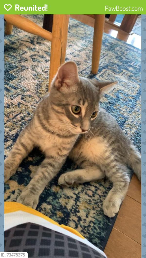 Reunited Male Cat last seen Whitehaven Crescent NE and Whitehorn Drive NE next to Mcknight, Calgary, AB T1Y 6C7