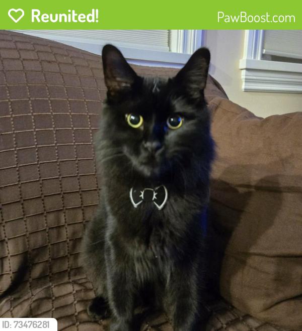 Reunited Male Cat last seen Rosser Ave, Burnaby, Burnaby, BC 
