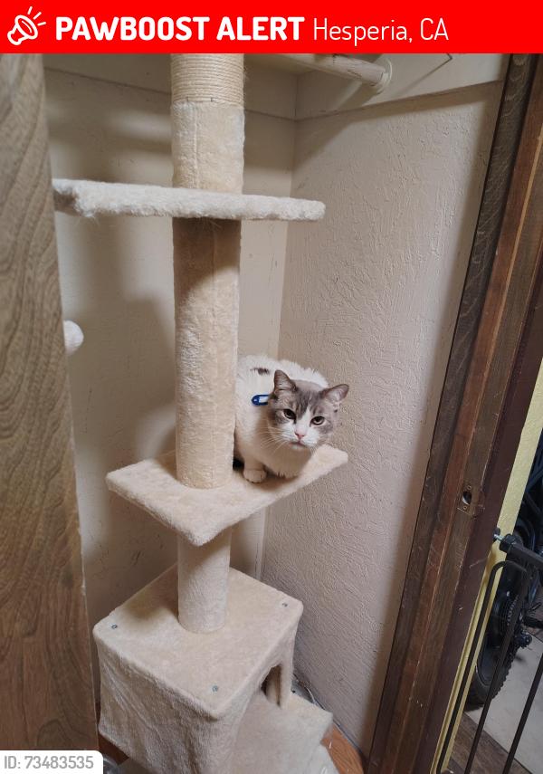 Lost Male Cat last seen Bear valley, 11th avenue, Hesperia, CA 92345