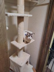 Lost Male Cat last seen Bear valley, 11th avenue, Hesperia, CA 92345