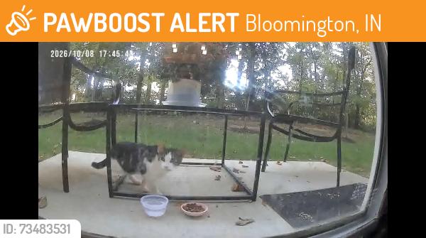 Found/Stray Unknown Cat last seen Near flts apmt Complex, Bloomington, IN 47404