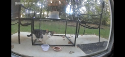 Found/Stray Unknown Cat last seen Near flts apmt Complex, Bloomington, IN 47404