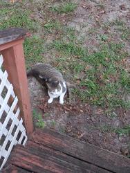 Lost Female Cat last seen Near NW 186th St, Alachua, FL 32615