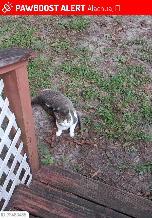 Lost Female Cat last seen Near NW 186th St, Alachua, FL 32615