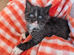 Shelter Stray Male Cat last seen Near Chelemes Way, Clearfield, UT 84015, USA, 1422 E 600 N, Fruit Heights, UT 84037, USA